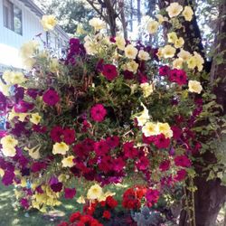 X-Large  Hanging Flower Basket 