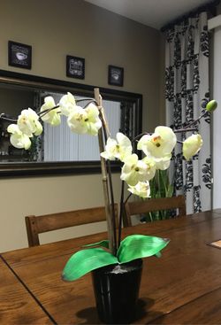 Decorative plants