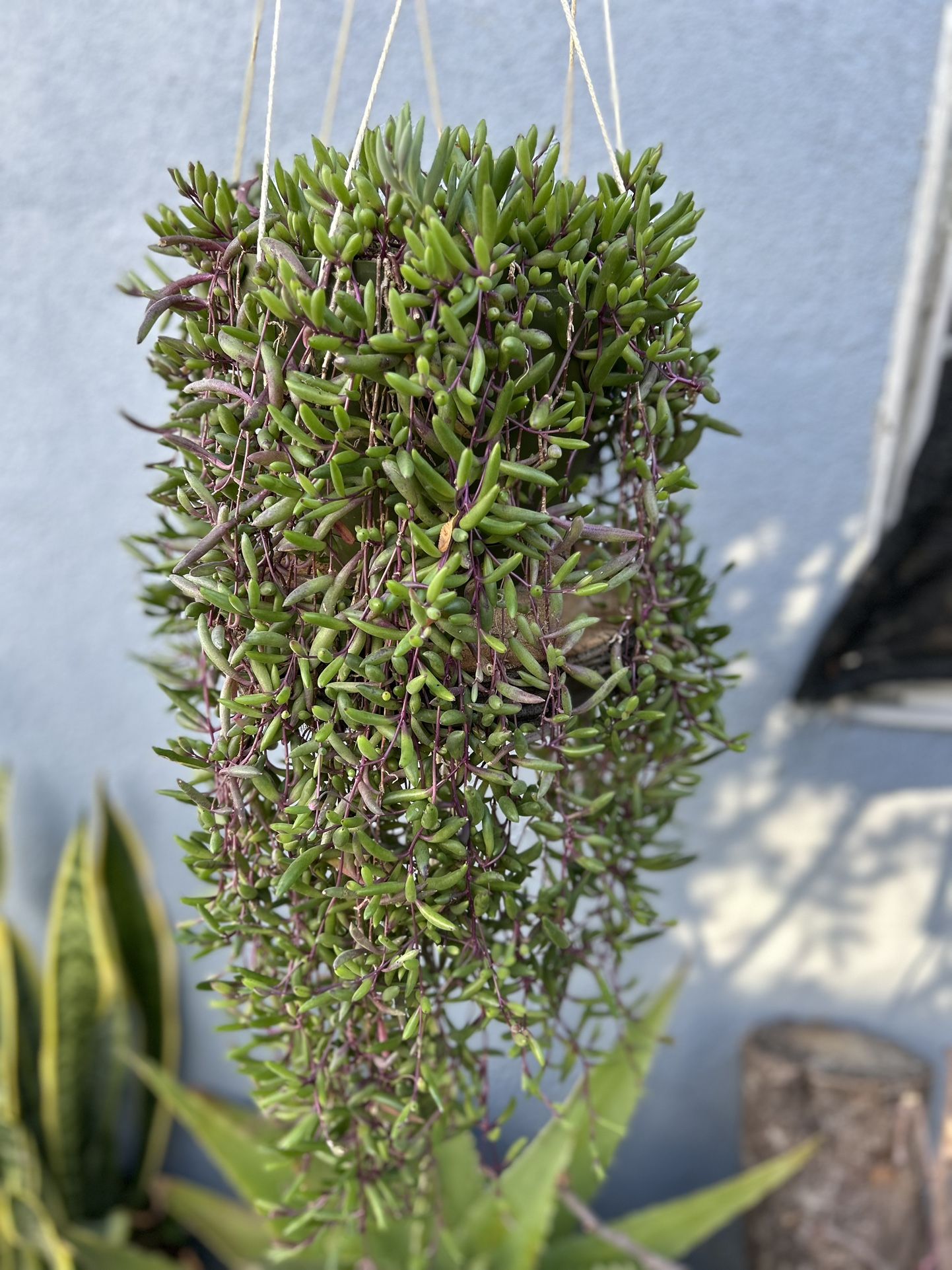 Succulents Con Colgadera De Macrame $30 Each