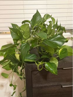 Large Golden Pothos Houseplant