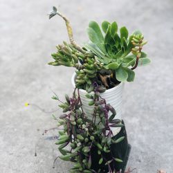 Succulents In White Pot . . Near Story & King Rd SJ CA 95122.