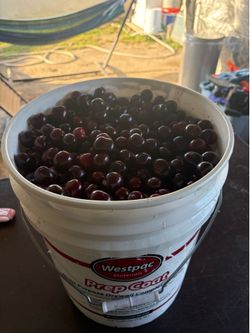 Cherries