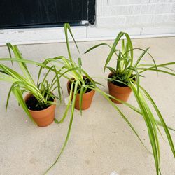 Small Plants 5 Each