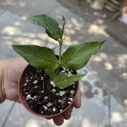 4” Hoya Polyneura/ Fish Tail W/ Peduncle