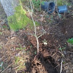 Crimson Queen Or Tamukeyama Japanese Maple 