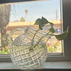 Pothos Plant