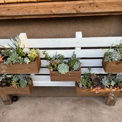 Hanging Planter With Mix Succulents 