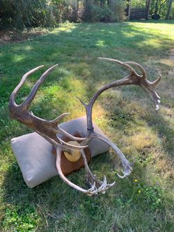 Large Bull Caribou Antler Wall Mount