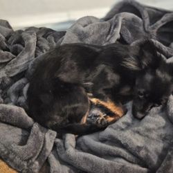 Found Long-haired Female Chihuahua (Blk/Tan)