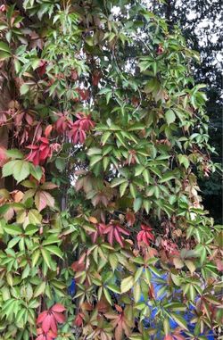 Virginia Creeper Perennial Climbing Vine , Leaves Become Beautiful In Autumn. (See all pics and description).
