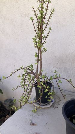Plant