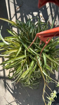 Spider plant