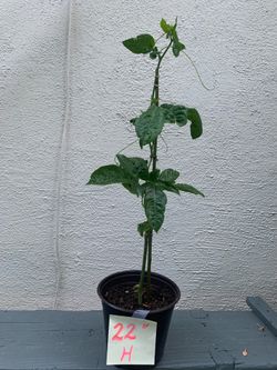 Passion Fruit seedling (purple) 22”