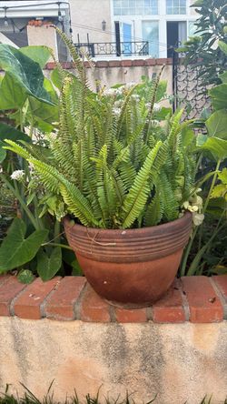 Fern and butterfly plant combo