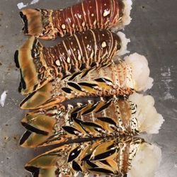 Caribbean Lobster Tails – 7oz (Dozen) – Fresh & Local Delivery
