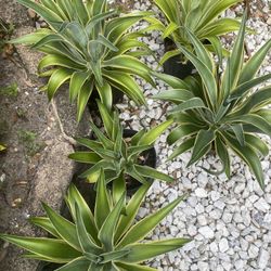 Plantas For Sale