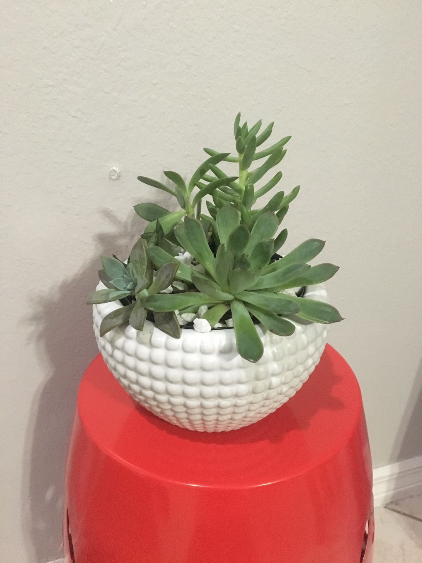 Beautiful succulent in white ceramic pot 💚