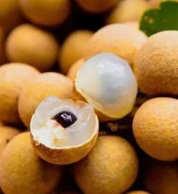Huge Fruiting Kohala Longan tree