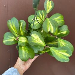 6” hoya kerrii reverse