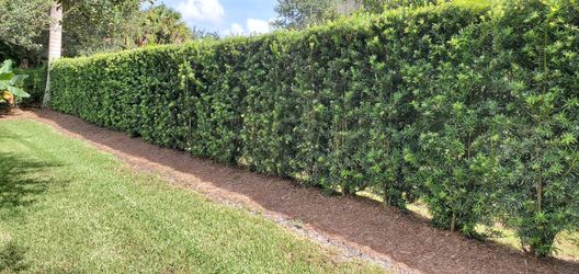 Podocarpus / Hedges Wholesale/installations.
