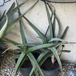 Aloe