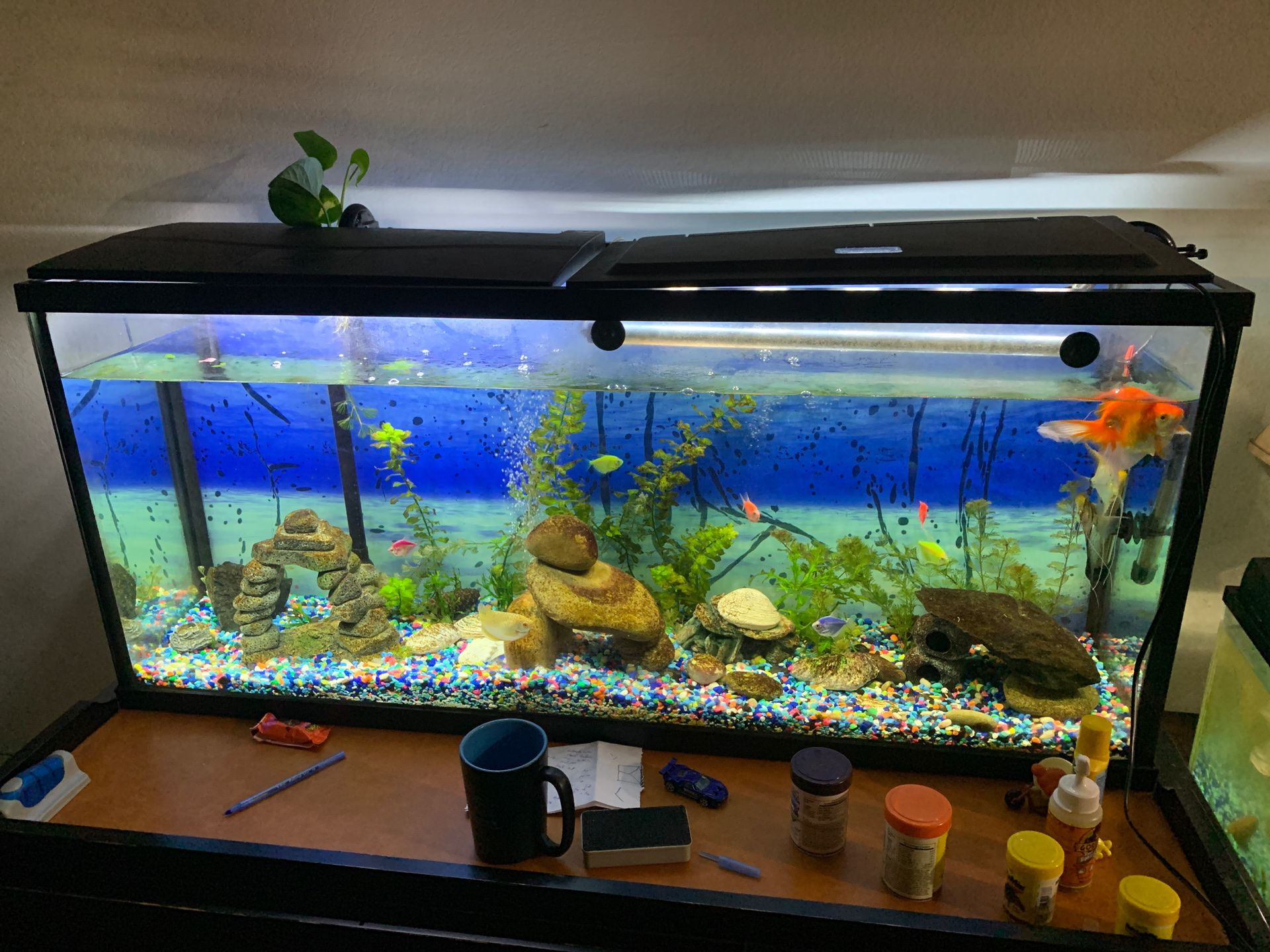 Fish tank ,gym , furniture and many