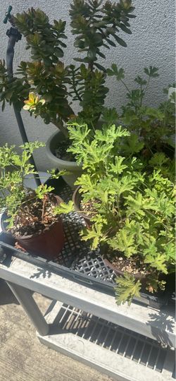 Citronella $3 Each ( Read Description)