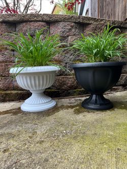 Perennial Day Lily Plants in brand new large pots!