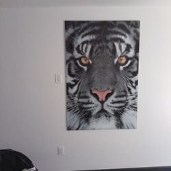 Glass Tiger Portrait 