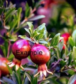 Pomegranate Tree/Árbol De Gradas