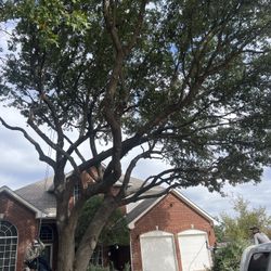Trimming Tree