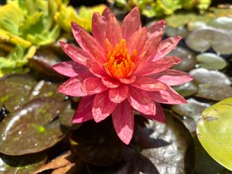 Wanvisa Water Lily