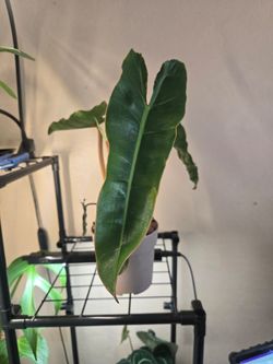 Philodendron billietiae