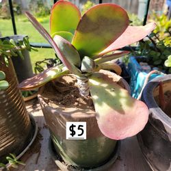 Big leaf Flapjack succulent