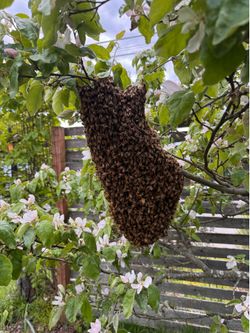 Honey bee swarm removal