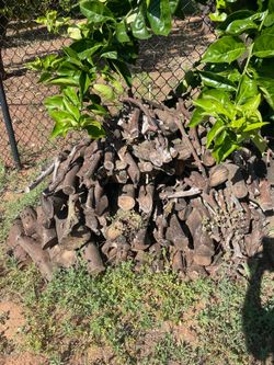 Free firewood