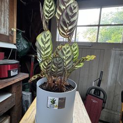 9.86x9.82” Pot, Indoor Plant, 3 Feet Tall 