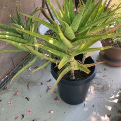 Aloe