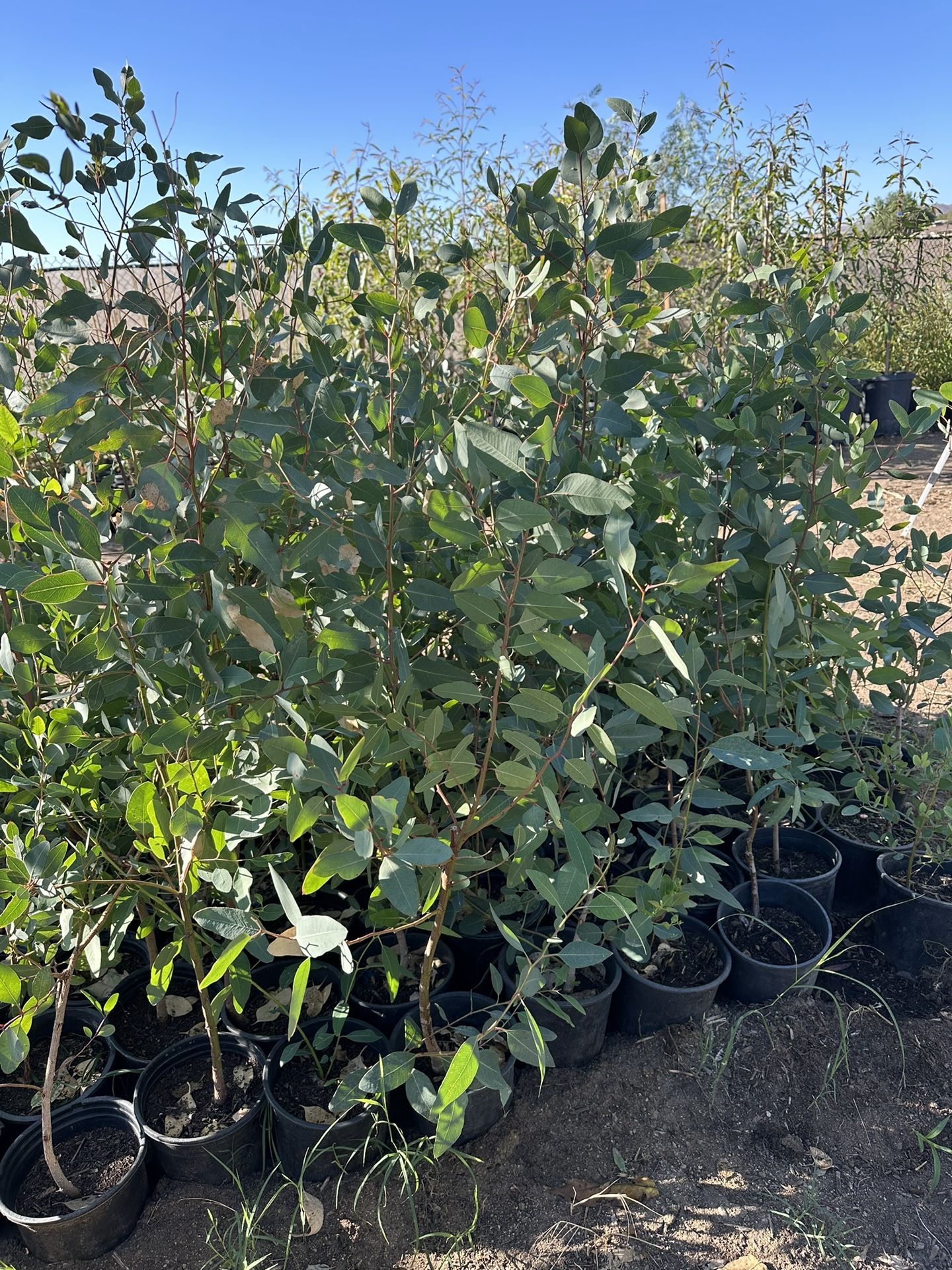 Eucaliptos, Eucalyptus 