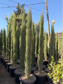 Italian cypress 20 gal