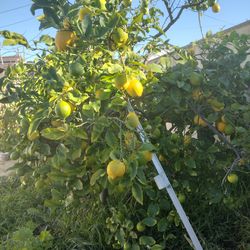 Organic juicy lemon