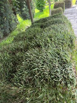 WOW FRESH SOD