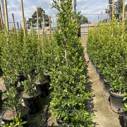Ficus Nitida Indian Laurel Privacy Hedge