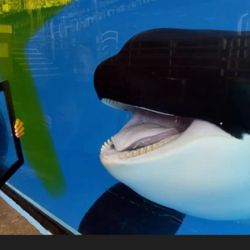Seaworld 