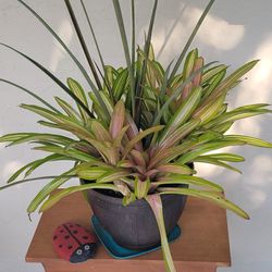Plants In Big Pot