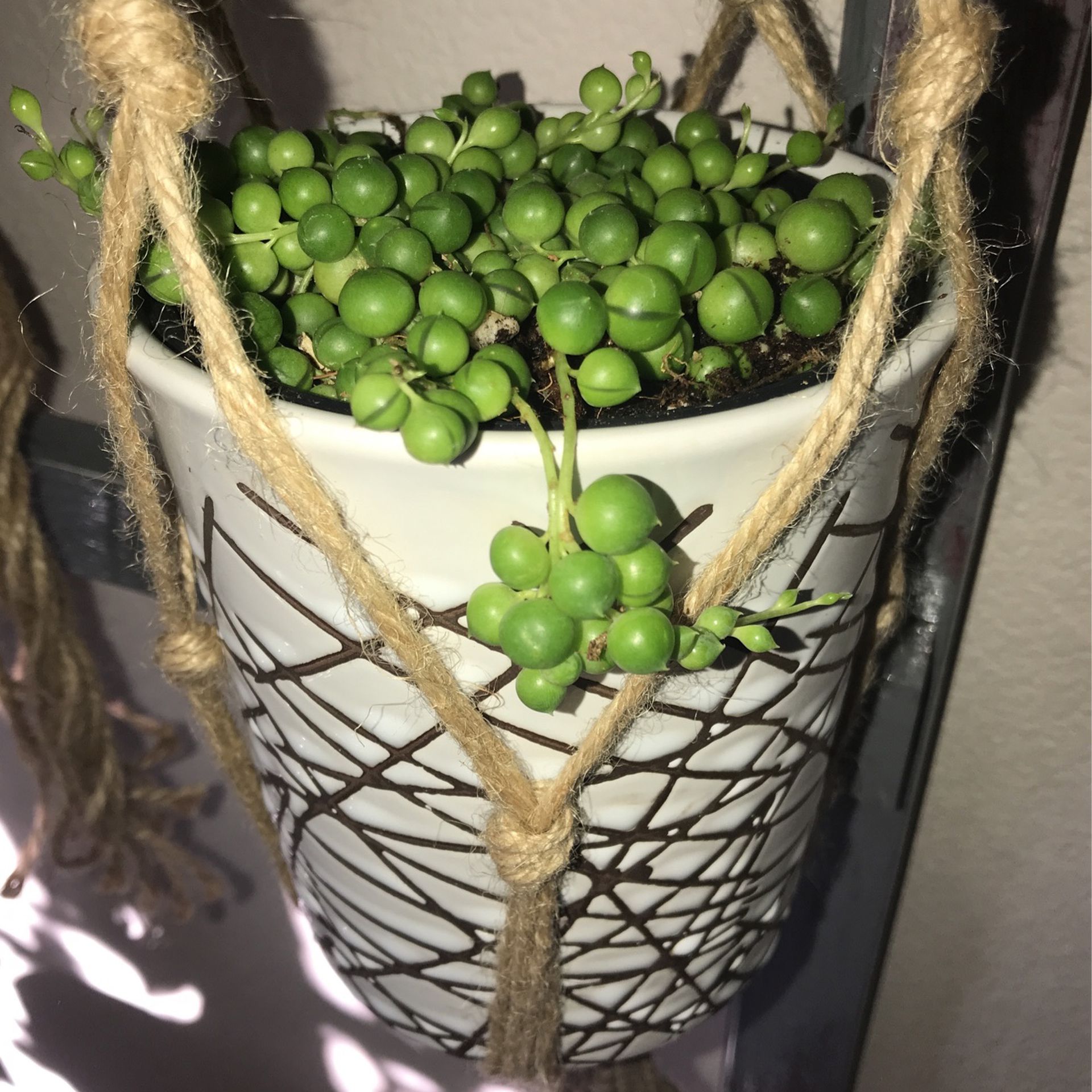 String of Pearls With Pot