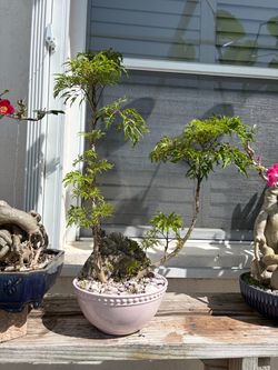 Tropical plant bonsai