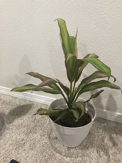 Tropical Plant Easy Pot And Tray