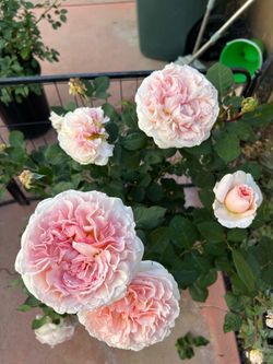 Parfuma Bliss Rose