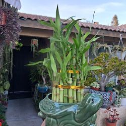 Lucky Bamboos Arrangement $38